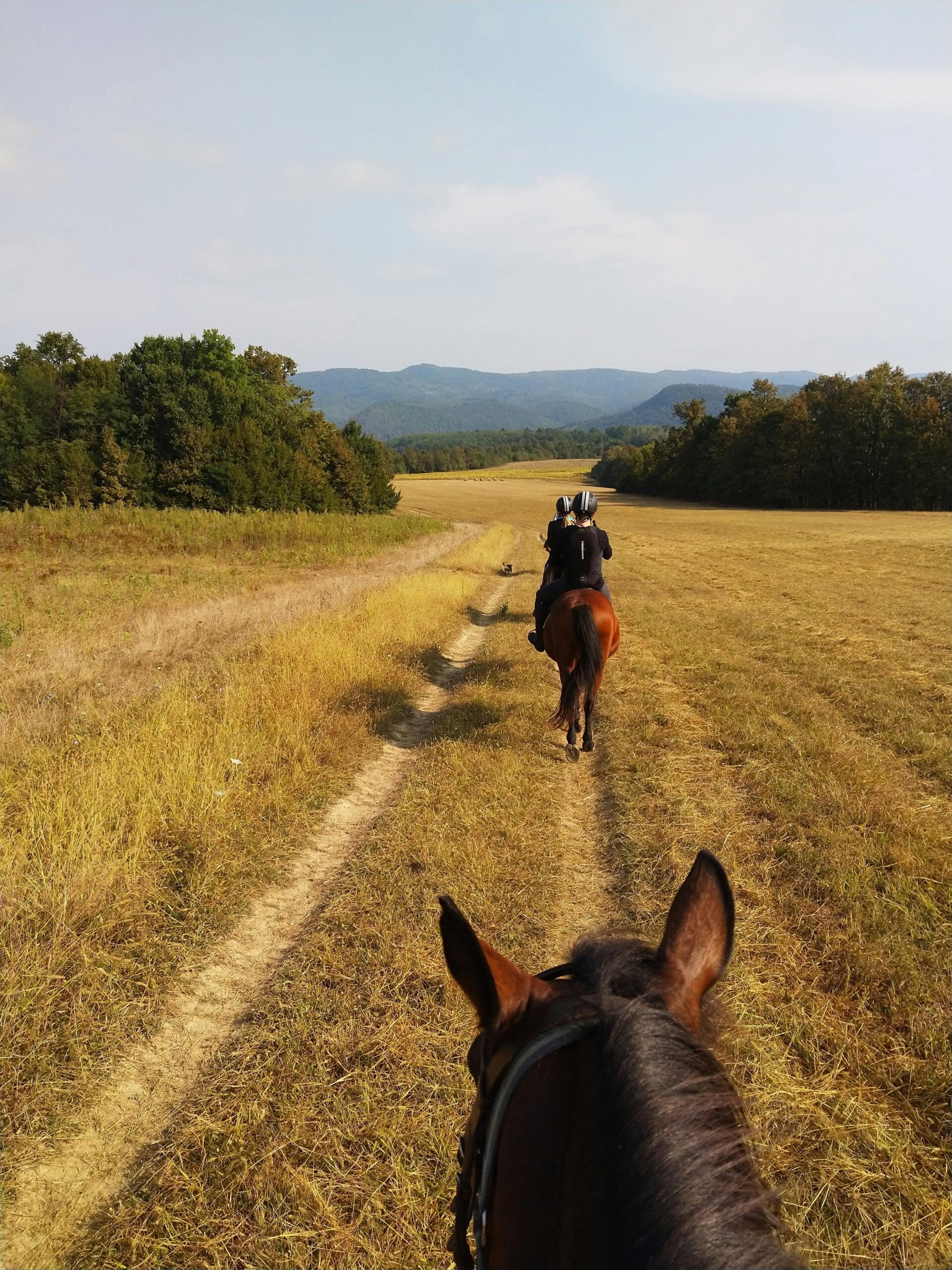 Horse Rider Injured When Bus Passed Too Fast and Too Close – £69,000 Settlement